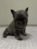 Nova Fluffy, a female French Bulldog for sale in West Palm Beach, FL – 5 of 9