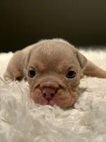 Lady, a female English Bulldog for sale in West Palm Beach, FL – 3 of 6