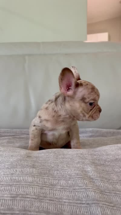 Emma, a female French Bulldog for sale in West Palm Beach, FL – 5 of 5