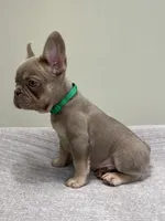 Bucky, a male French Bulldog for sale in West Palm Beach, FL – 7 of 10