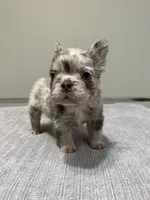 Frankie Fluffy, a male French Bulldog for sale in West Palm Beach, FL – 8 of 9