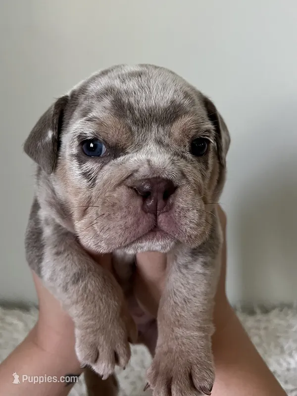 Buster – English Bulldog puppy for sale in West Palm Beach, FL