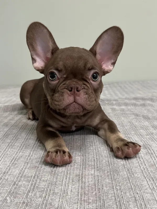 Hank – French Bulldog puppy for sale in West Palm Beach, FL
