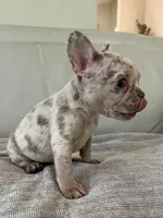 Gema, a female French Bulldog for sale in West Palm Beach, FL – 4 of 6