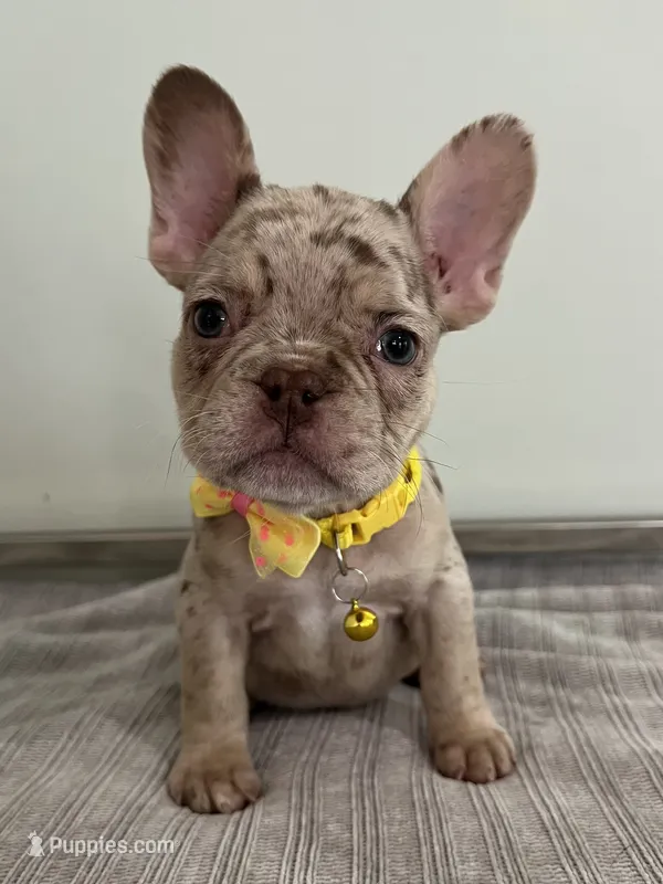Emma – French Bulldog puppy for sale in West Palm Beach, FL