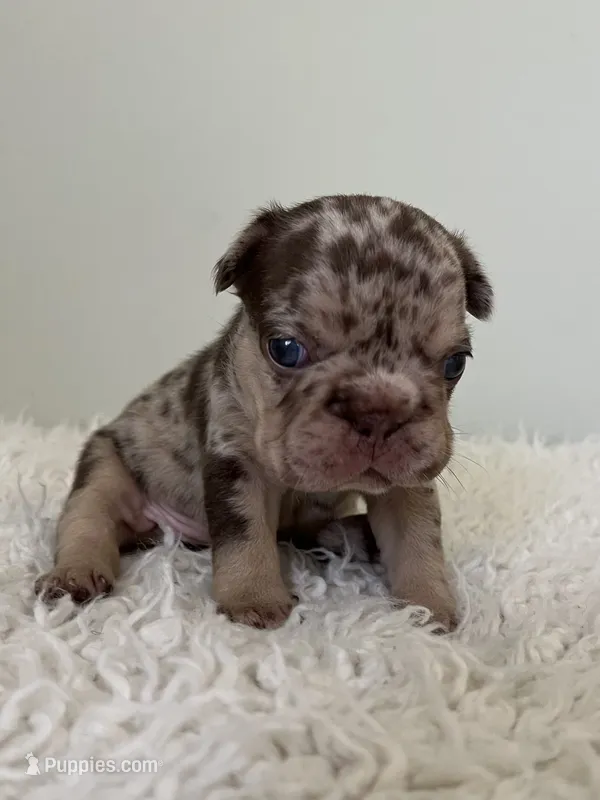 Muffin – French Bulldog puppy for sale in West Palm Beach, FL