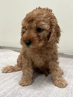 Avery, a female Miniature Goldendoodle for sale in West Palm Beach, FL – 2 of 8