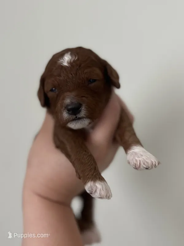 Harley – Miniature Goldendoodle puppy for sale in West Palm Beach, FL
