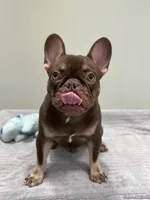Hank, a male French Bulldog for sale in West Palm Beach, FL – 9 of 10