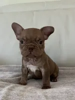 Fanny , a female French Bulldog for sale in West Palm Beach, FL – 2 of 5