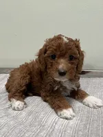 Harley, a female Miniature Goldendoodle for sale in West Palm Beach, FL – 7 of 8