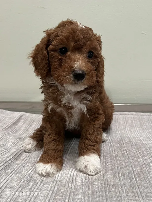 Harley – Miniature Goldendoodle puppy for sale in West Palm Beach, FL