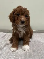 Harley, a female Miniature Goldendoodle for sale in West Palm Beach, FL – 1 of 8