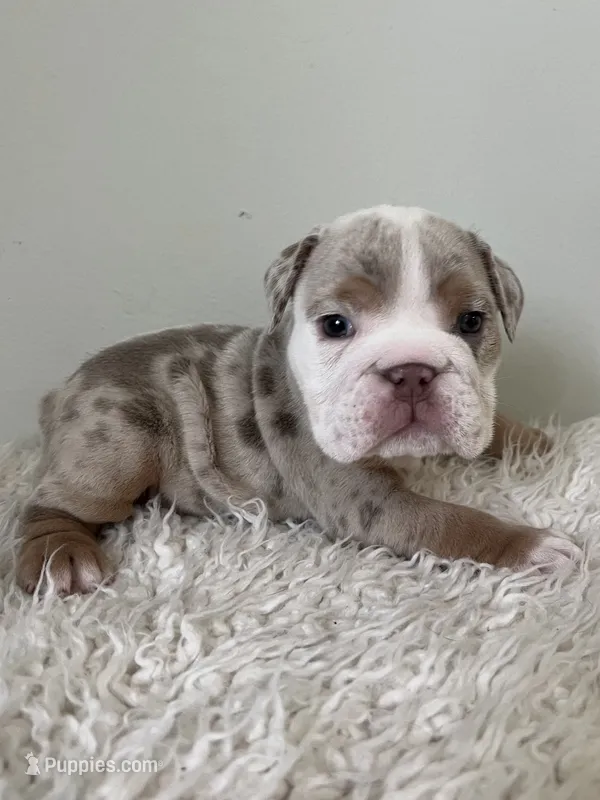 Winnie – English Bulldog puppy for sale in West Palm Beach, FL