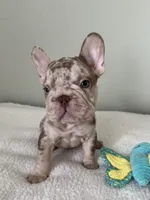 Archie, a male French Bulldog for sale in West Palm Beach, FL – 7 of 10