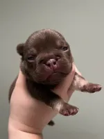Godiva, a female French Bulldog for sale in West Palm Beach, FL – 2 of 6