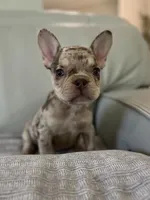 Shelly, a female French Bulldog for sale in West Palm Beach, FL – 6 of 8