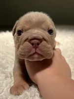 Tank, a male English Bulldog for sale in West Palm Beach, FL – 3 of 5