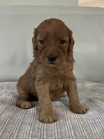 Whiskey, a male Miniature Goldendoodle for sale in West Palm Beach, FL – 3 of 5
