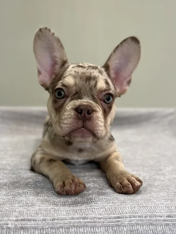 Shelly – French Bulldog puppy for sale in West Palm Beach, FL
