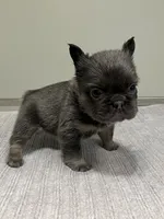 Nova Fluffy, a female French Bulldog for sale in West Palm Beach, FL – 4 of 9