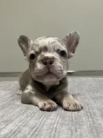 Gracie, a female French Bulldog for sale in West Palm Beach, FL – 5 of 6