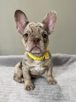 Emma, a female French Bulldog for sale in West Palm Beach, FL – 3 of 8