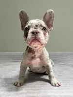 Finley, a male French Bulldog for sale in West Palm Beach, FL – 4 of 8