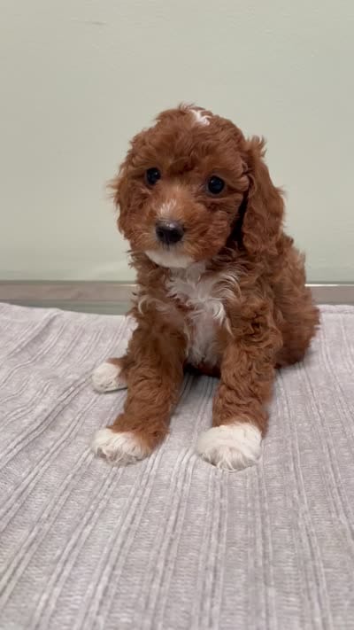 Harley, a female Miniature Goldendoodle for sale in West Palm Beach, FL – 8 of 8