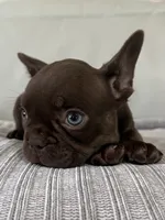 Bear , a male French Bulldog for sale in West Palm Beach, FL – 6 of 9