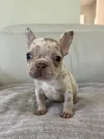 Gema, a female French Bulldog for sale in West Palm Beach, FL – 2 of 6