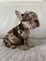 Muffin, a female French Bulldog for sale in West Palm Beach, FL – 3 of 9