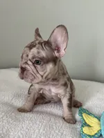 Archie, a male French Bulldog for sale in West Palm Beach, FL – 4 of 10