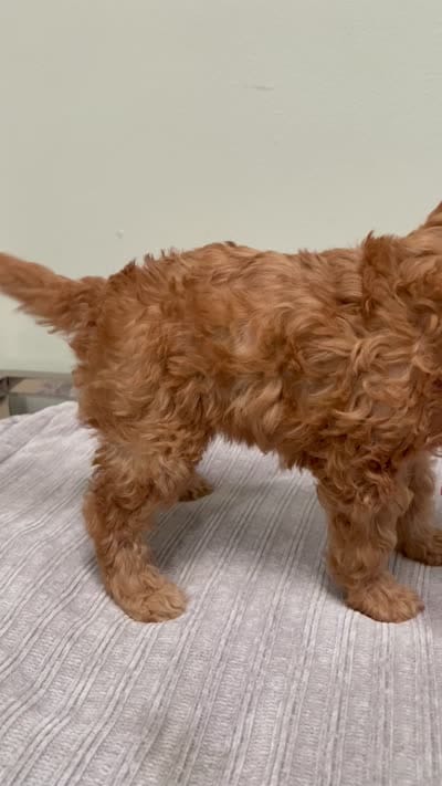 Avery, a female Miniature Goldendoodle for sale in West Palm Beach, FL – 8 of 8
