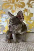 Bentley, a female French Bulldog for sale in West Palm Beach, FL – Photo 5 of 10