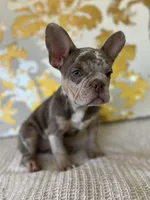 Bentley, a female French Bulldog for sale in West Palm Beach, FL – Photo 3 of 10