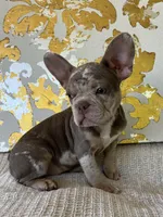 Bentley, a female French Bulldog for sale in West Palm Beach, FL – Photo 9 of 10