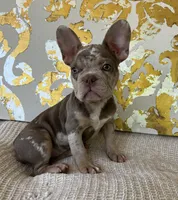 Bentley, a female French Bulldog for sale in West Palm Beach, FL – Photo 7 of 10