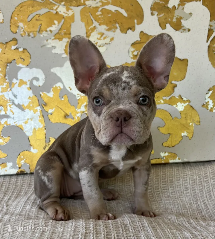 Bentley – French Bulldog puppy for sale in West Palm Beach, FL