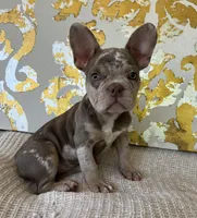 Bentley, a female French Bulldog for sale in West Palm Beach, FL – Photo 2 of 10