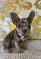 Bentley, a female French Bulldog for sale in West Palm Beach, FL – Photo 10 of 10