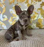 Bentley, a female French Bulldog for sale in West Palm Beach, FL – Photo 8 of 10