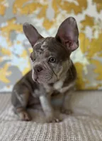 Bentley, a female French Bulldog for sale in West Palm Beach, FL – Photo 4 of 10