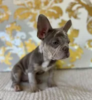 Bentley, a female French Bulldog for sale in West Palm Beach, FL – Photo 6 of 10