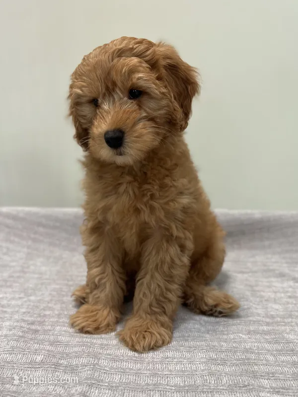 Whiskey – Miniature Goldendoodle puppy for sale in West Palm Beach, FL
