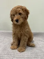 Whiskey, a male Miniature Goldendoodle for sale in West Palm Beach, FL – 4 of 8