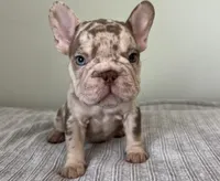 Archie, a male French Bulldog for sale in West Palm Beach, FL – 9 of 10