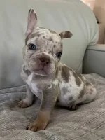 Misty, a female French Bulldog for sale in West Palm Beach, FL – 4 of 6