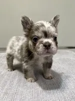 Frankie Fluffy, a male French Bulldog for sale in West Palm Beach, FL – 2 of 9