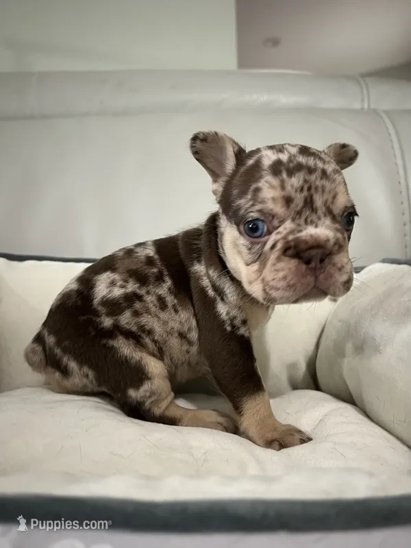 Muffin – French Bulldog puppy for sale in West Palm Beach, FL